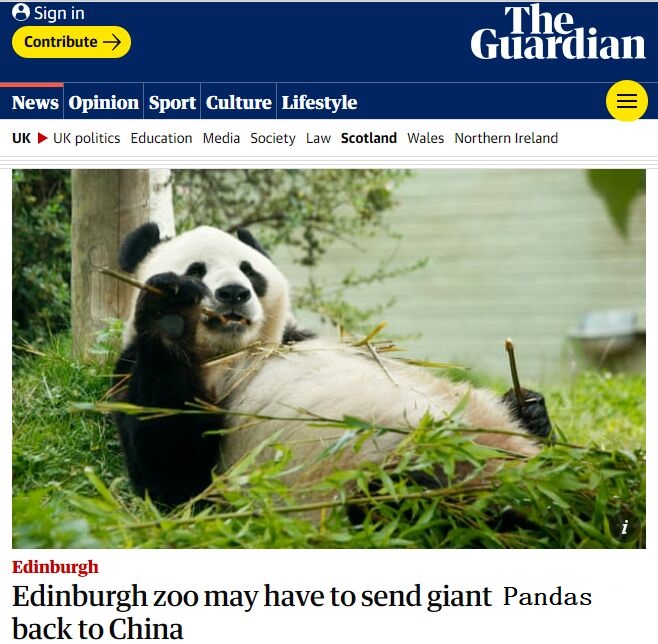 The British panda will be sent back to the country? The rise of “cloud sucking” animals worldwide